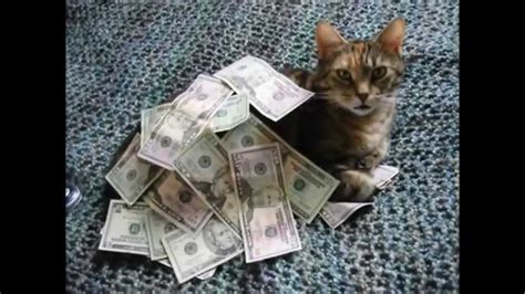 Cats With Cash Youtube