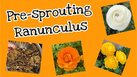 Pre Sprouting Ranunculus 🏵 From Corm To Bloom 🌸 Youtube