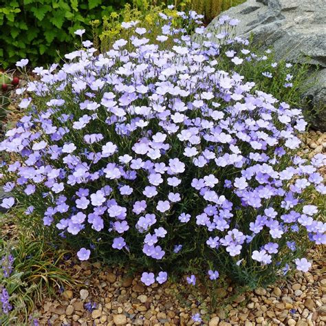 Perennial Blue Flax Seeds Flower Seeds In Packets And Bulk Eden Brothers