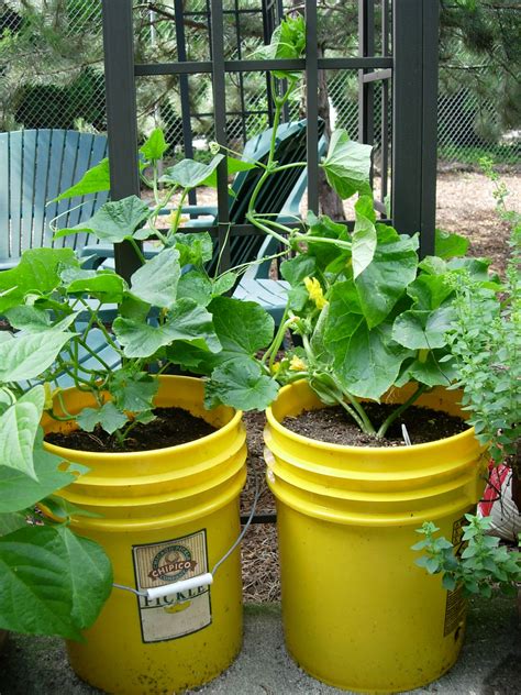 Container Gardening Vegetables Garden Veggies Veg Garden Lawn And