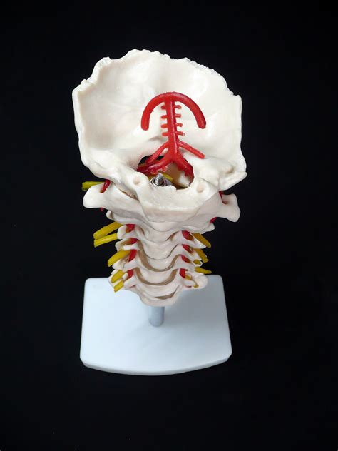 Cervical Vertebrae Occipital Bone With Spinal Cord Model Sexiz Pix