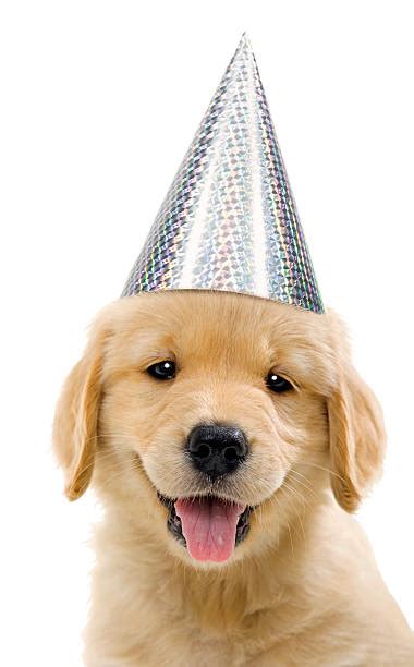 14200 Puppy Party Stock Photos Pictures And Royalty Free Images Istock