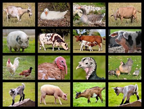 Farm Animals And Birds Collage Stock Photo By ©olenka 2008 4725460