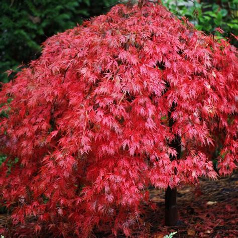 Acer Palmatum Dissectum Ever Red Weeping Japanese Maple Trees