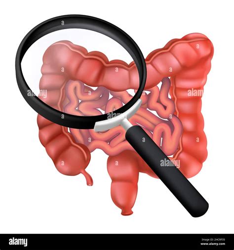 Realistic Human Intestines Under A Magnifying Glass D Vector