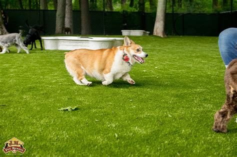 See 3,970 traveler reviews, 345 candid photos, and great deals for gold strike casino resort, ranked #2 of 15 hotels in tunica and rated 4 of 5 at tripadvisor. JM Pet Resort & Pet Vet Clinic - Brockton, MA - Pet Supplies