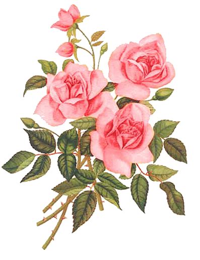 Search more hd transparent flores image on kindpng. Flower art image by ขวัญข้าว on งานเดคูพาจ | Floral ...