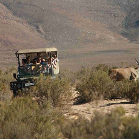 One Day Cape Town Safari Tours And Experiences In South Africa