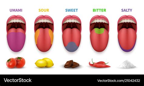 Cartoon Human Taste Areas Tongue Taste Receptors Sour Sweet Bitter Salty And Umami Tastes Human