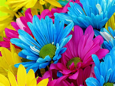 Free Images Nature Petal Bloom Blue Colorful Yellow Pink Flora