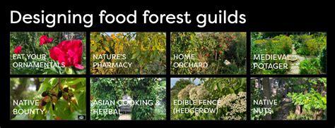 Designing Food Forest Guilds 1000 Islands Master Gardeners