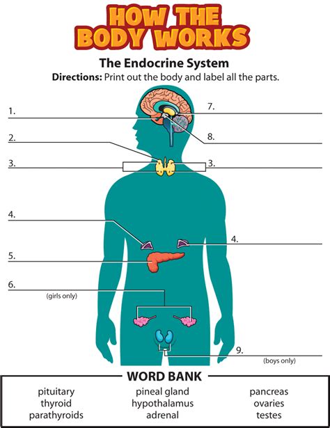 Activity Endocrine System For Kids Nemours Kidshealth