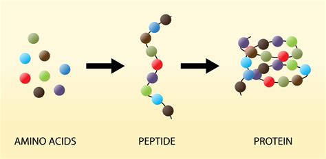 The list of essential amino acids for humans is also given. Why is it recommended to eat more protein during a