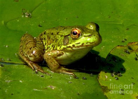 Frog On A Lily Pad Photograph By Inspired Nature Photography Fine Art