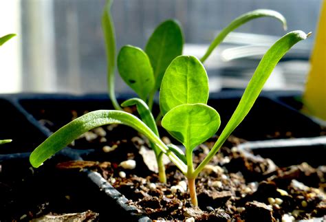 Home & Garden - Lubbock, TX | Lubbock Avalanche-Journal