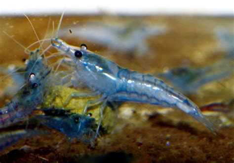 Neocaridina Palmata Var Blue Velvet Jelly Freshwater Shrimp