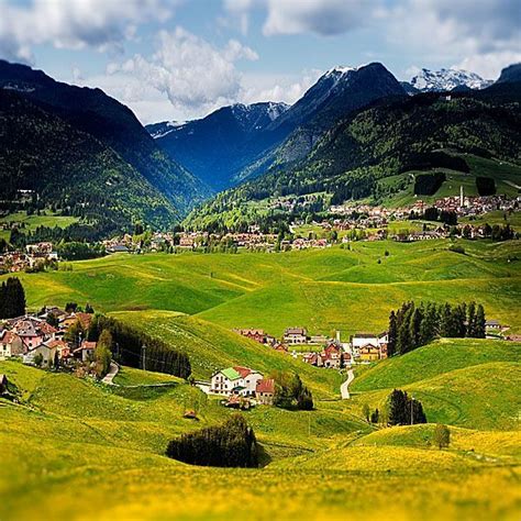 the meadows of the plateau of asiago in spring are full of flowers tarasso that highlight the