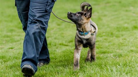Understanding Dog Body Language And Keeping Safe Blue Cross