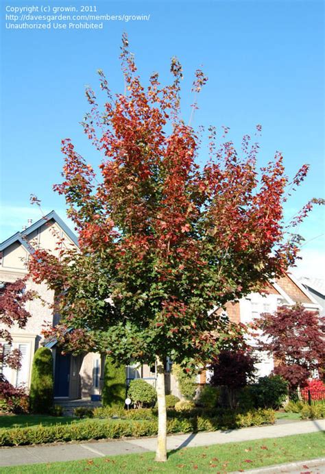Acer Pacific Sunset Maple Pacific Sunset Warrenred Maple Info