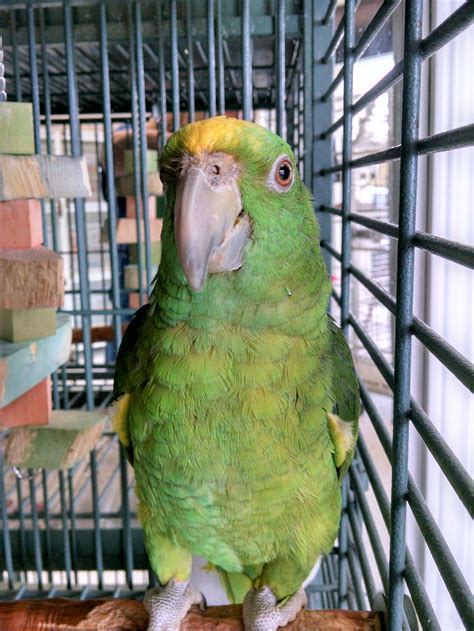Exotic Birds For Sale Hand Fed And Tame Los Angeles South Bay