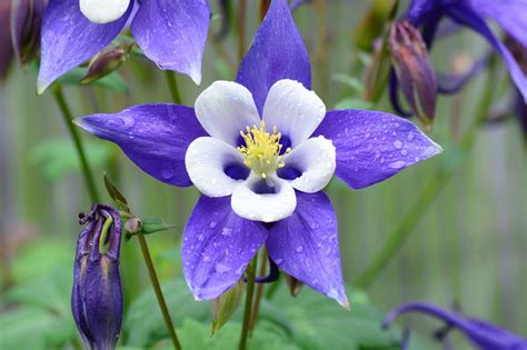 So if you've hurt someone's feelings, send a sweet apology across those miles and say, i love you! if you're not one to say sorry with flowers, we have plenty of other gift ideas for you. Colorado Rocky Mountain Columbine : Sakura Tucson