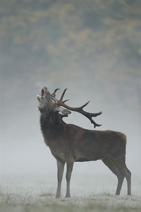 Morning Mist Red Deer In Rut Photograph By Ralf Kistowski Pixels
