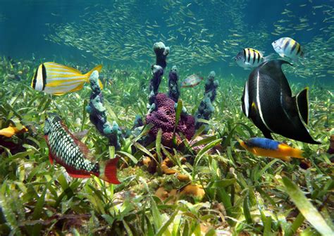 The Top 10 Florida Keys National Marine Sanctuary Tours And Tickets 2022