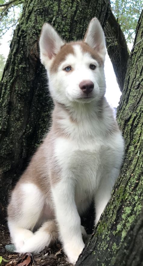 Find husky in dogs & puppies for rehoming | find dogs and puppies locally for sale or adoption in canada : Siberian Husky Puppies For Sale | Brainerd, MN #309381