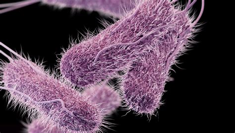 Food is the source for most of these illnesses. Exploring the undiscovered mechanics of Salmonella ...