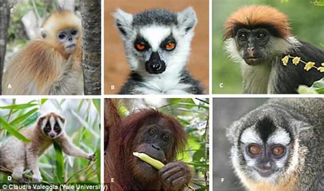 Over Half Of Worlds Primate Species May Go Extinct Daily Mail Online