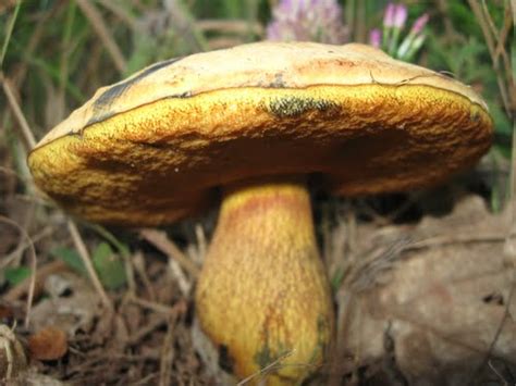Boletus Luridus Poisonous Mushrooms Vegetate The Beginnin Flickr