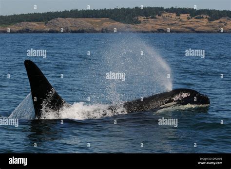 A Male Killer Whale Surfaces Stock Photo Alamy