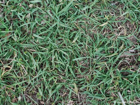 Crabgrass Vs Quackgrass Difference Identify Control Get Rid Of