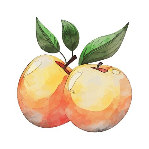 Premium Vector | Mirabelle plum watercolor vector illustration