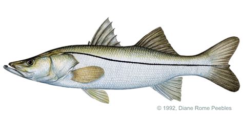 Bass Clipart Snook Bass Snook Transparent Free For Download On