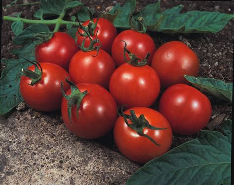 Tomato Alicante Kings Seeds Direct