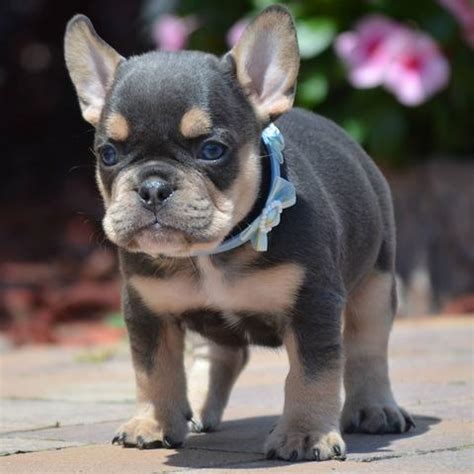Explaining the different frenchie coat colors. Rare French Bulldog Colors - Frenchie World Shop