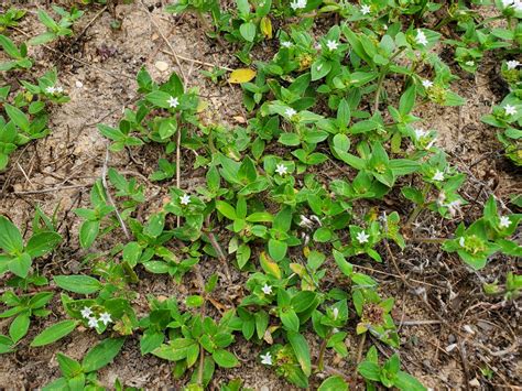 Weeds with white flowers in grass. Pusley Control in Florida Turfgrass | Gardening in the ...