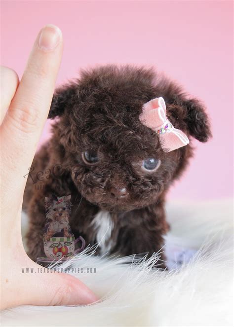We send you healthy teacup puppies safely to any place in the world. Precious Poodle Puppies for Sale | Teacups, Puppies & Boutique
