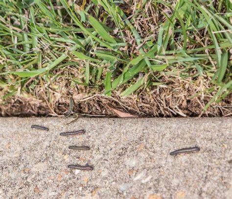 How To Get Rid And Control Armyworms In The Lawns And Turf Available