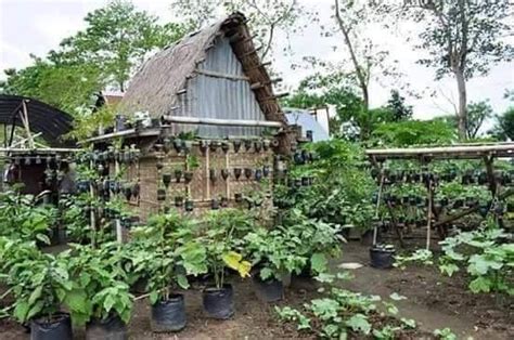 Bahay Kubo Kahit Munti Ang Halaman Doon Ay Sari Sari Garden Design