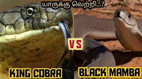 King Cobra Vs Black Mamba Whos The Winner About Animals
