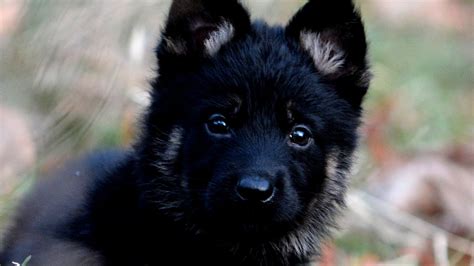Our objective with german shepherd planet is to curate the most pertinent news, videos, and motivation for fans of german shepherds.if you found this material. German Shepherd Breeders In New England - German Choices