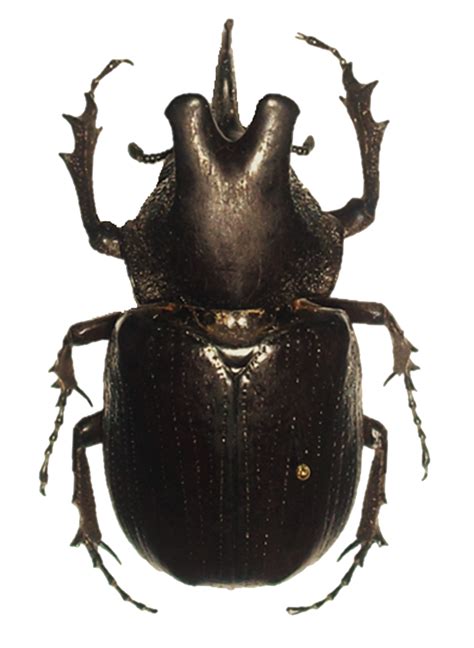 Beetle Png Transparent Images Png All