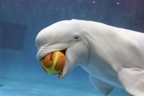 Which Means Theyre Super Friendly Beluga Whale Whale Mammal
