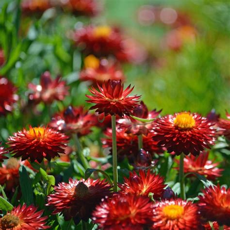 Everlasting Daisy Copper Red Seeds The Seed Collection