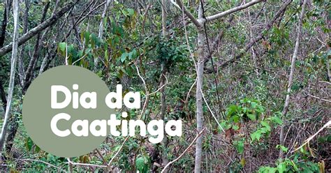 No Dia Da Caatinga Tr S Curiosidades Do Bioma Exclusivamente Brasileiro
