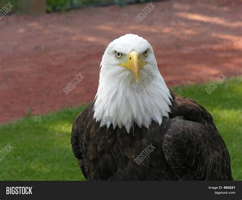 Bald Eagle Facing Forward Stock Photo And Stock Images Bigstock