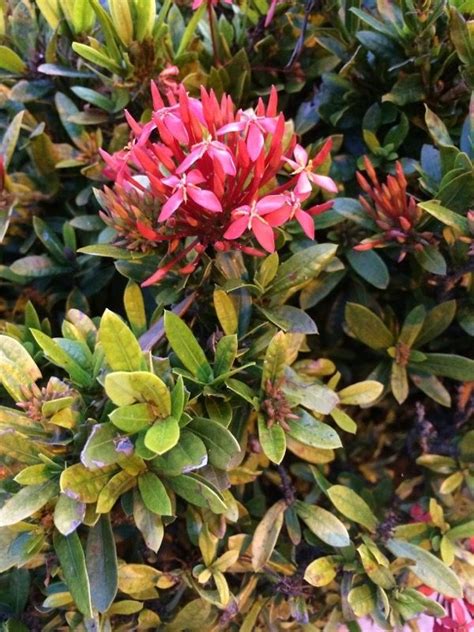 Corporate technomac.in (ornamental plants, flowering plants, seasonal flower's seedlings. Ixora (ixora coccinea): This flowering shrub is native to ...
