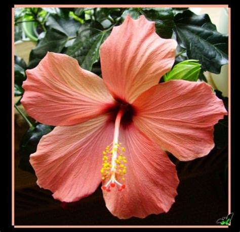 Peach Pink Hibiscus | Hibiscus flowers, Hibiscus, Showy ...